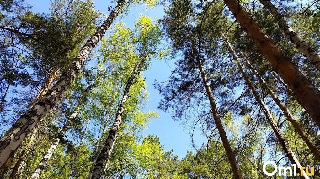 В Муромцевском районе дорогу заблокировало из-за упавших деревьев