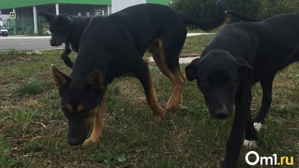 Стая из десяти собак нападает на прохожих у детского дома творчества на Лизы Чайкиной в Омске