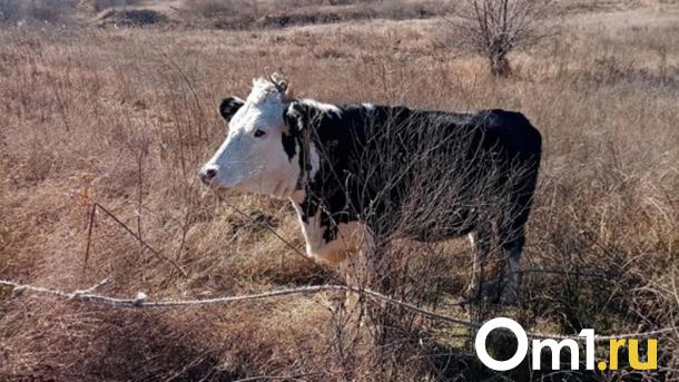 В селе на севере Омской области ввели карантин из-за опасной болезни