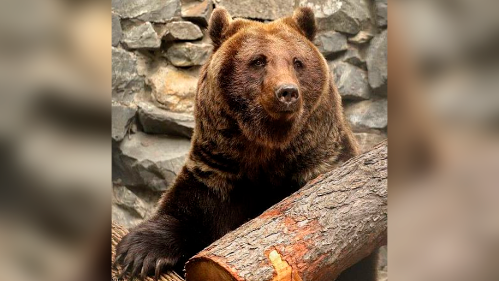 В Новосибирском зоопарке откроют вольеры для медведей