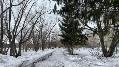 В омском парке им. 30-летия ВЛКСМ появятся новые ели и лиственницы