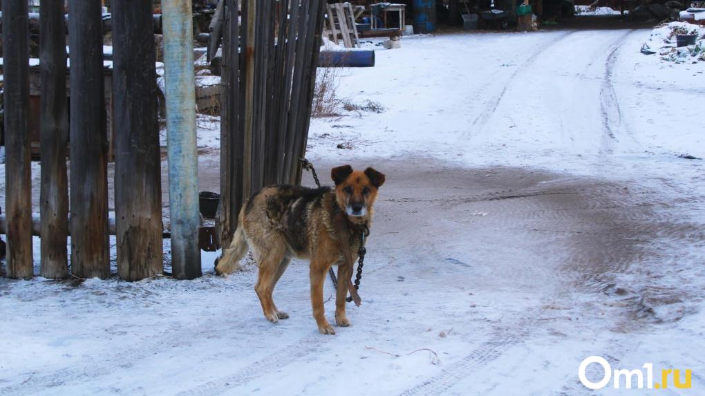 В Павлоградском районе неизвестный расстрелял домашнюю собаку