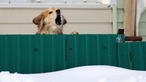 Новосибирцам рассказали, как действовать при укусе животного: два важных шага