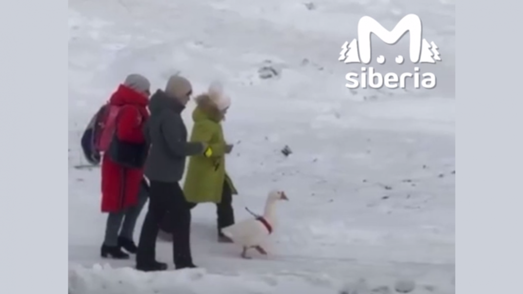 Омичи снова заметили гуляющего на поводке гуся