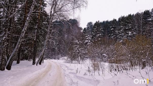 Власти Новосибирска не смогли запретить вырубку деревьев в Нижней Ельцовке
