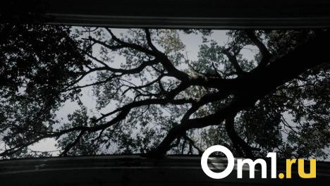 Увеличилось на 66 %: в Омской области резко подорожало рытьё могил