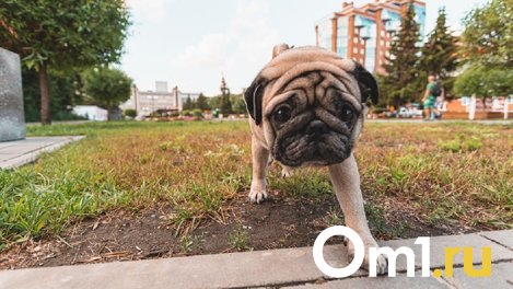 В Омске на северных собака попала в ловушку и сидит там второй день