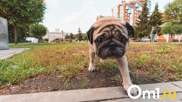 В Омске на северных собака попала в ловушку и сидит там второй день