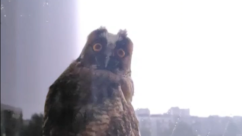 Жёлтые глаза горят на фоне молнии: мистическое видео с совой показали новосибирцам. ВИДЕО