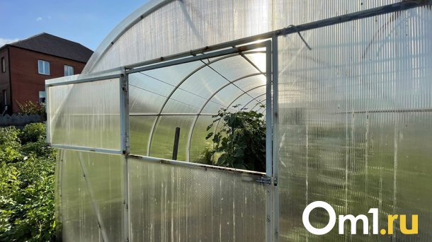 Хоценко анонсировал строительство самой крупной и современной теплицы