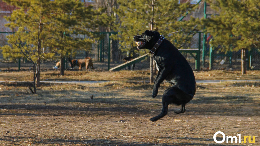 «Повесили цепь с замком»: в Омске неизвестные присвоили себе целую площадку для выгула собак