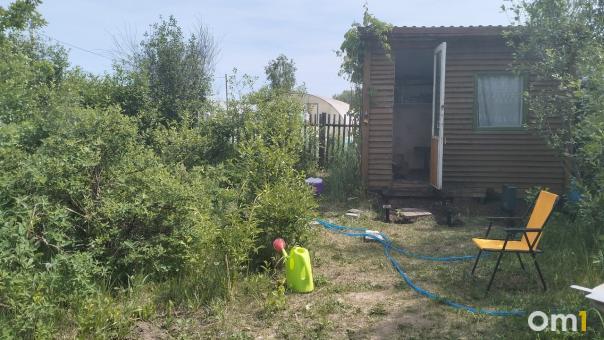 Агроном Шубина советует новосибирцам подкормить и обильно полить чеснок и лук в июне