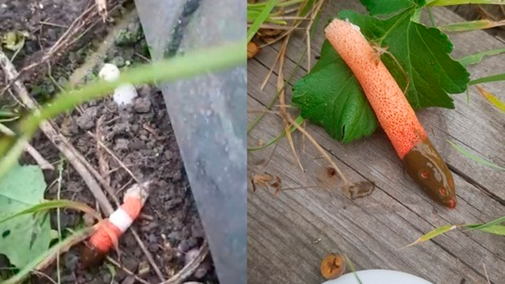 Помогает при импотенции: полезный гриб-фаллос нашла жительница Новосибирска в своём огороде