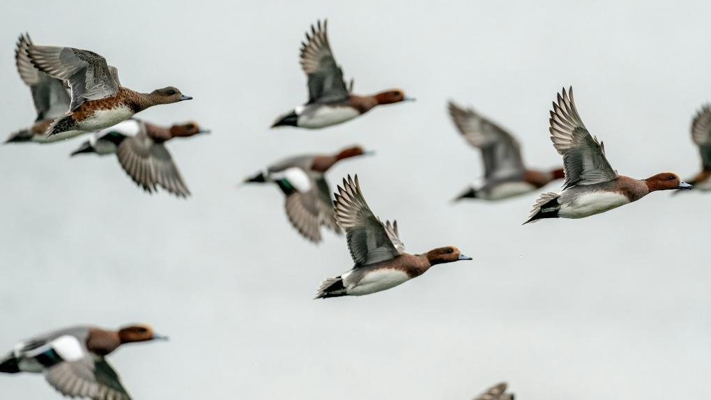 Весенняя миграция: сотни диких гусей прилетели в Новосибирскую область