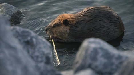 Спасатели предупредили новосибирцев об опасном попадании в бобровую нору