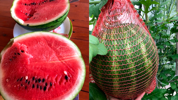 12-килограммовый арбуз вырастила жительница Новосибирска на даче