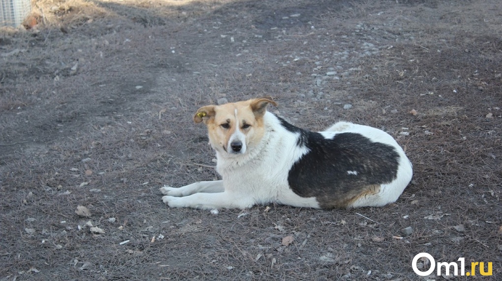 Сотрудники омского муниципального приюта организовали поиски собаки, которая напала на ребёнка