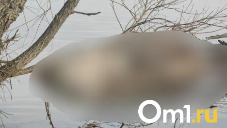 Труп разлагающегося в Иртыше животного обнаружили омичи