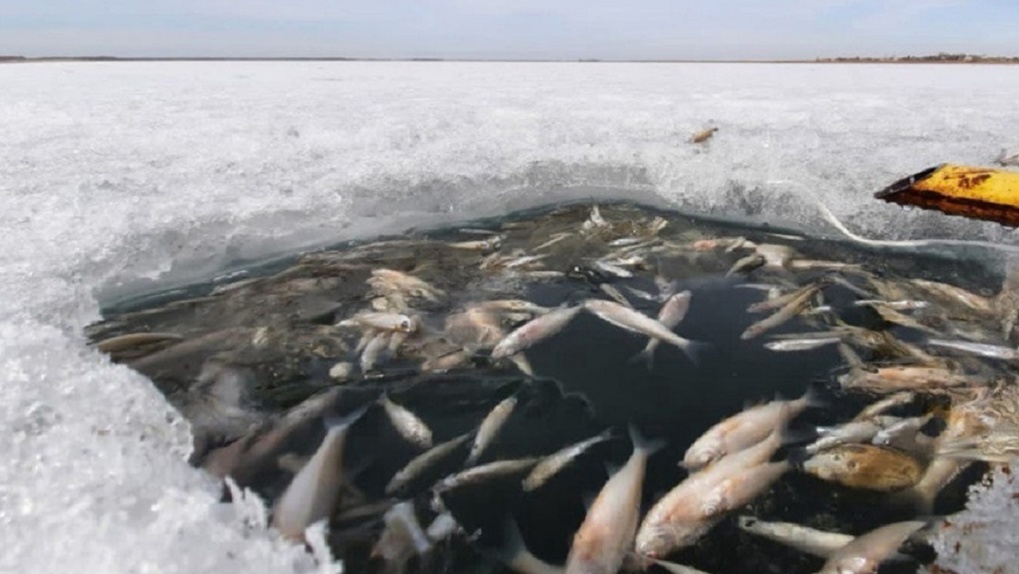 На озере в Омской области обнаружили массовый замор рыбы. ВИДЕО