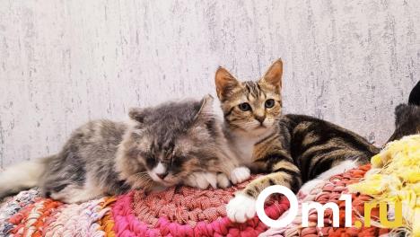 Хотела посмотреть на котят. Под Омском шестилетняя девочка выпала из окна