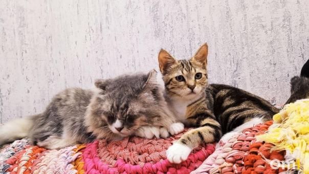 Хотела посмотреть на котят. Под Омском шестилетняя девочка выпала из окна