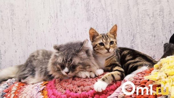 Хотела посмотреть на котят. Под Омском шестилетняя девочка выпала из окна