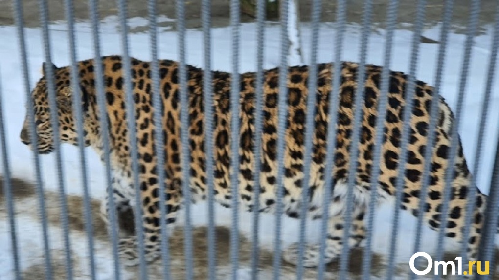 Омский зоопарк закроется с нового года на неопределённый срок