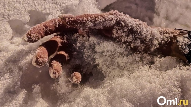 Молодую девушку с порезанным горлом нашли на кладбище под Новосибирском