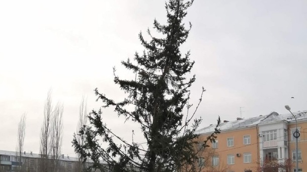Омичи показали самую облезлую ёлку в городе. Её поспешили убрать