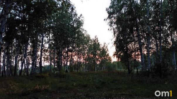 На месте поисков пропавшей школьницы в Муромцевском районе нашли лежанку и следы