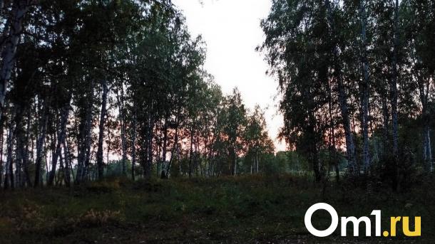На месте поисков пропавшей школьницы в Муромцевском районе нашли лежанку и следы