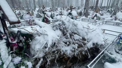 В Новосибирске ищут виновных в гибели женщины под упавшим деревом