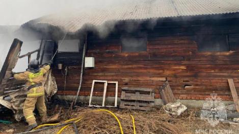 Породистые лошади погибли при пожаре в конном клубе в Новосибирске