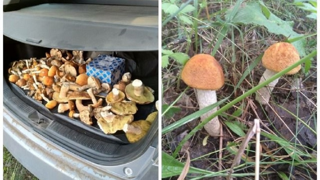 Сезон подосиновиков открыли грибники в Новосибирской области