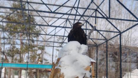 Орлы Большереченского зоопарка в Омске отпраздновали новоселье