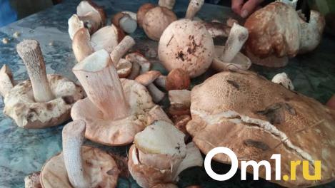 В Омской области корзинами собирают грибы: где искать подосиновики и опята?