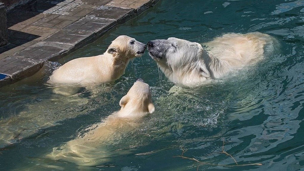 Анна Кикина озвучила имена белых медвежат в Новосибирском зоопарке