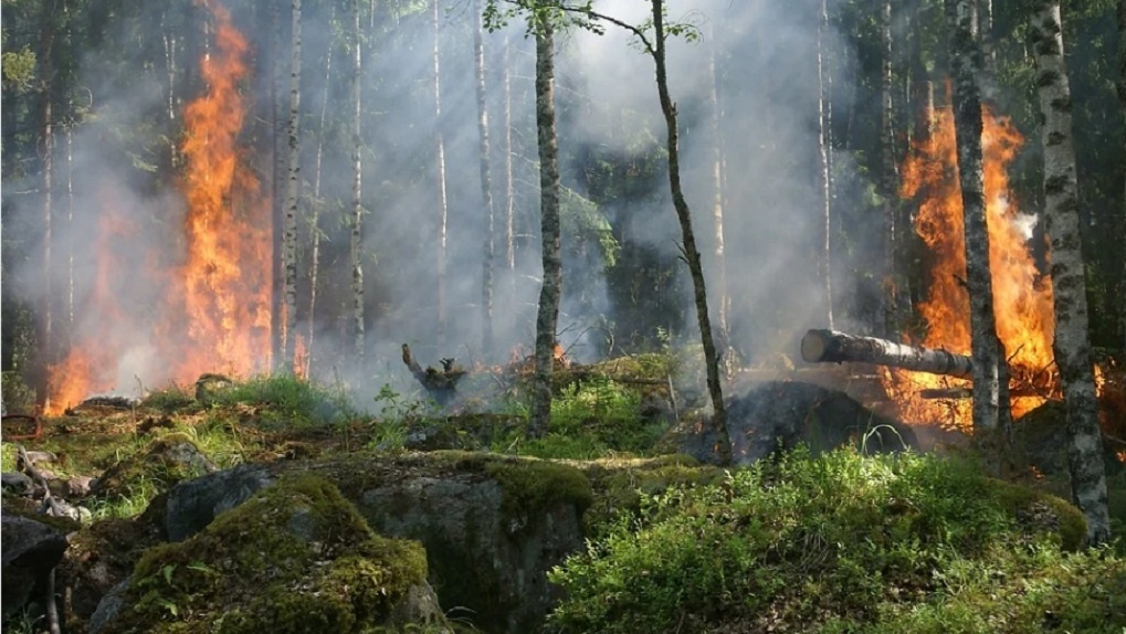 Лесные пожары угрожают Новосибирской области: прогноз на апрель — сентябрь 2021 года