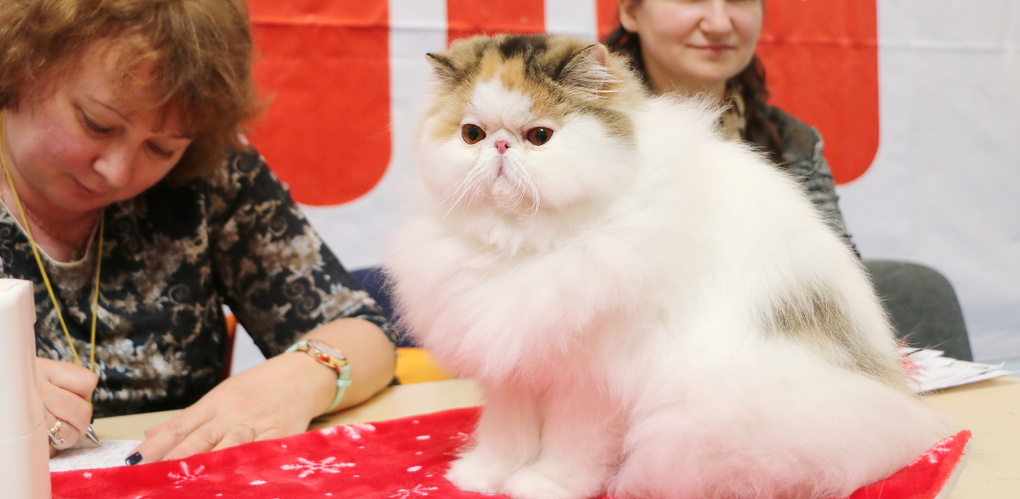 Выставка кошек томск. Выставка кошек Архангельск. Выставка кошек в Астрахани фото. Выставка кошек Мурманск. Выставка продажа кошек в Томске.