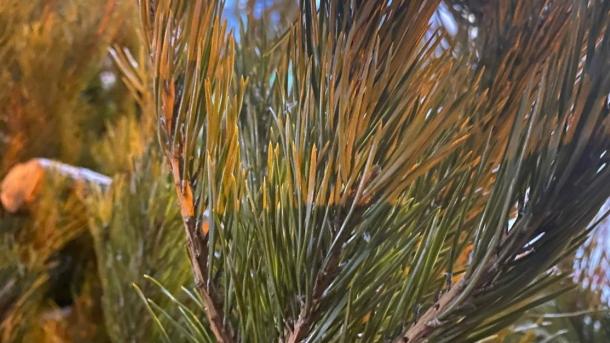 Мэр Новосибирска взял под защиту вековые ели возле ЛДС «Сибирь»