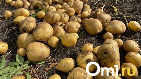 Омскую картошку и муку будут продавать в Узбекистане