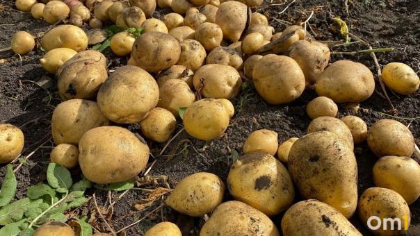 Омскую картошку и муку будут продавать в Узбекистане