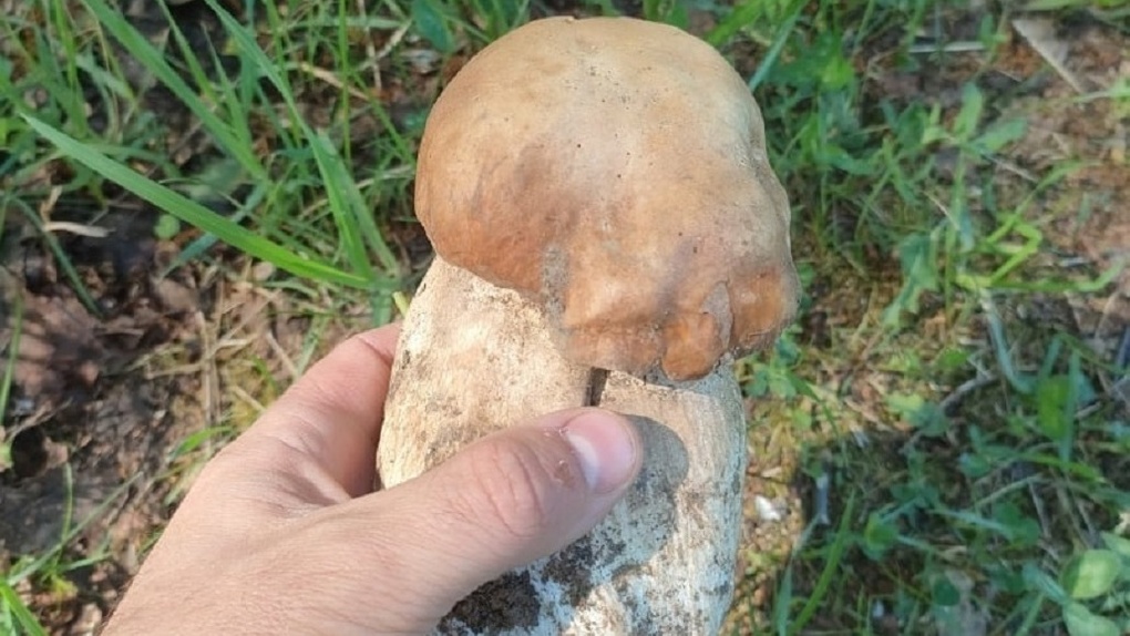 Новосибирец нашёл в лесу первый белый гриб