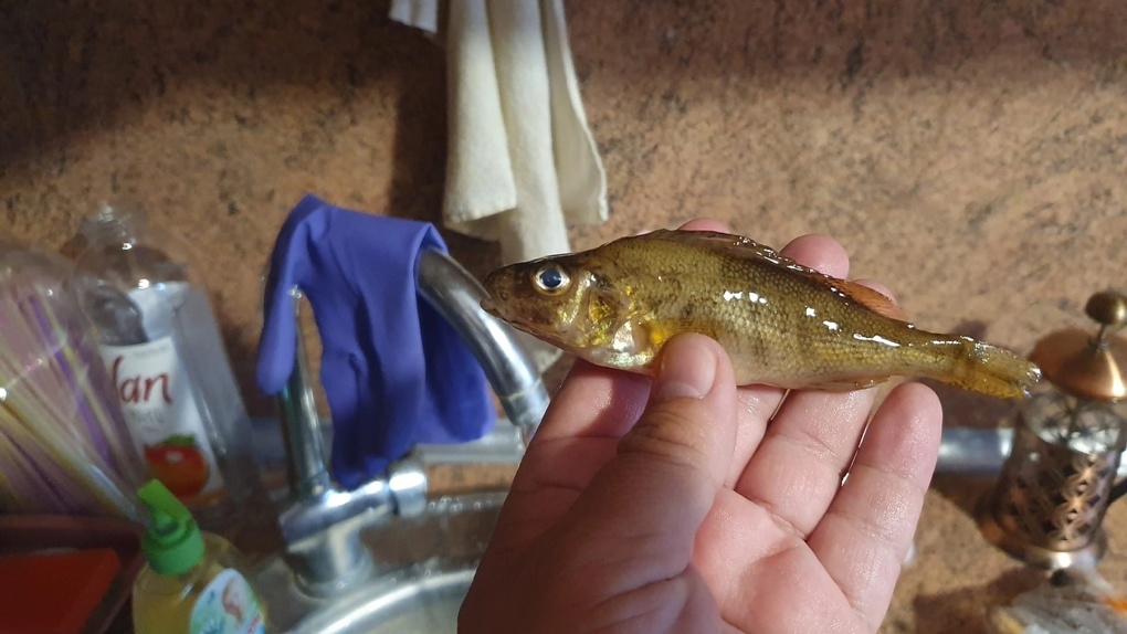Странную живучую рыбу поймал новосибирец