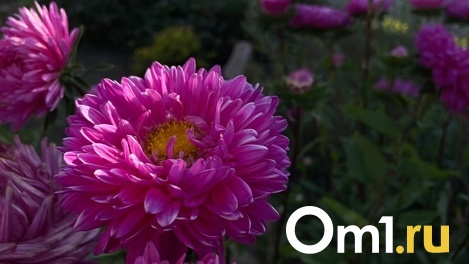 Жара до +34. Бабье лето придёт в Новосибирск на текущей неделе