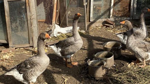 В Новосибирской области приостановлено строительство утиной фабрики из-за нарушений