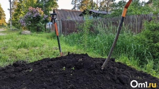 Какой грунт лучше всего подходит для рассады, рассказала новосибирский агроном