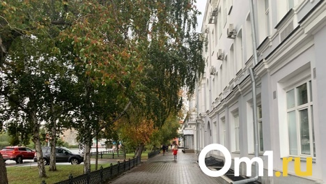 Не аллея, а 2 берёзы и ель: в мэрии Омска рассказали, какие именно деревья будут вырублены на Гагарина