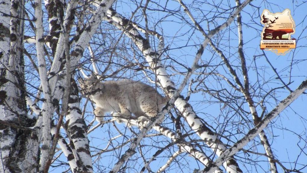 В Омской области заметили рысь, которая забирается на деревья