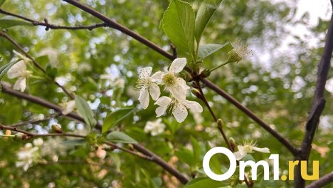 В Новосибирске зацвела черёмуха перед заморозками до -11 градусов